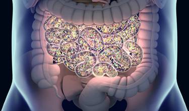Gut bacteria protect against cancer