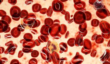 Czerwienica prawdziwa